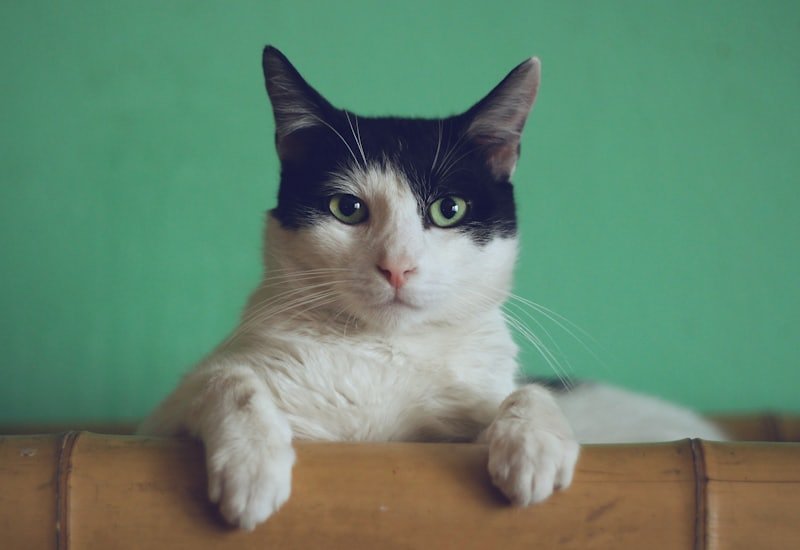 Tigela de ração e água para gatos