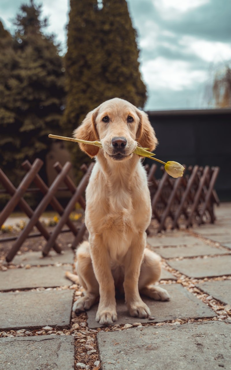 Filhote de cachorro em ambiente seguro