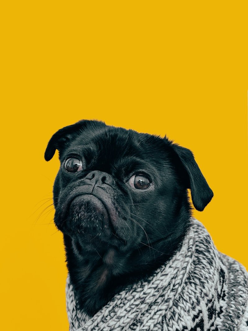 Cão sendo escovado em casa